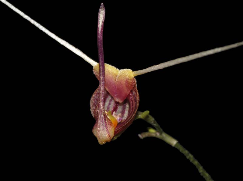 Scaphosepalum_merinoi_ws_cd