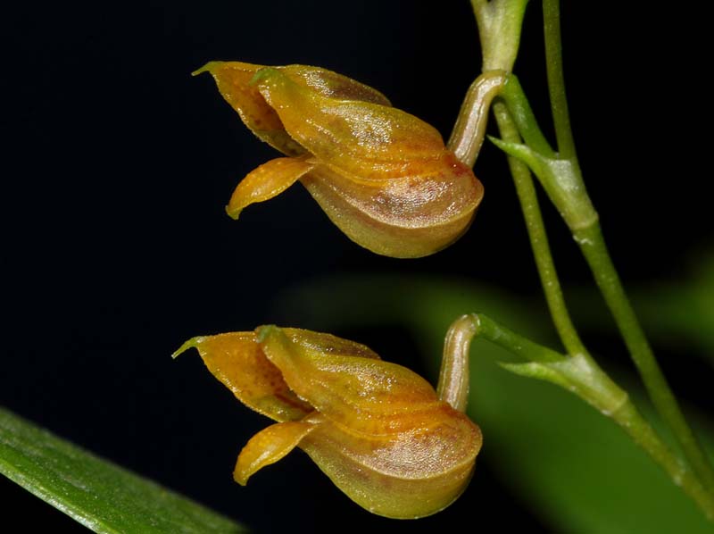 Scaphosepalum_odontochilum_ws_cd