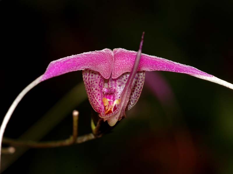 Scaphosepalum_swertiifolium_ws_cd