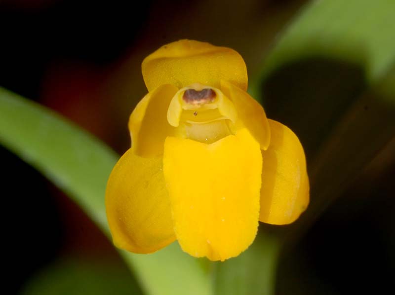 Scaphyglottis_aurea_ws_cd