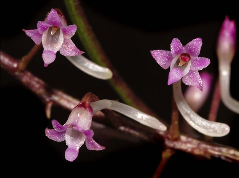 Schoenorchis_buddleiflora_ws_cd