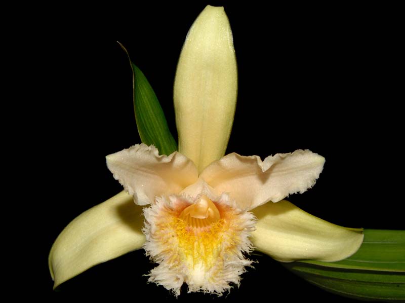 Sobralia_fragrans_ws_cd