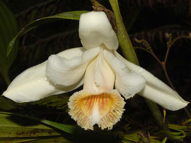 Sobralia_klotzscheana_ws_cd