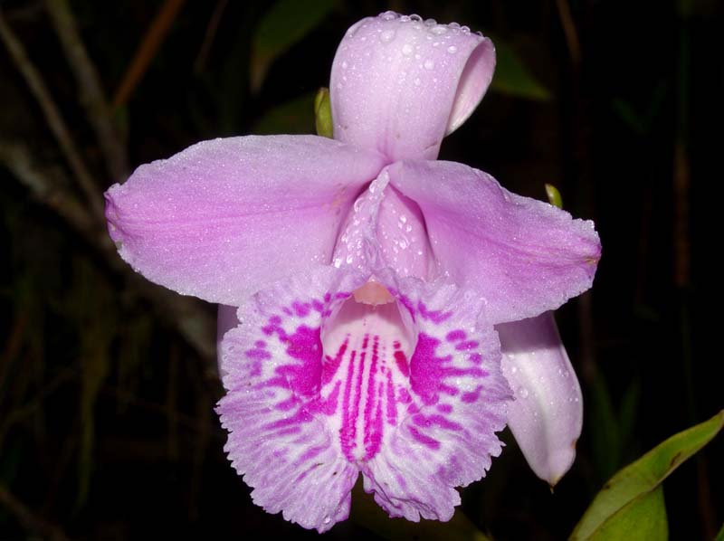 Sobralia_rosea_ws_cd