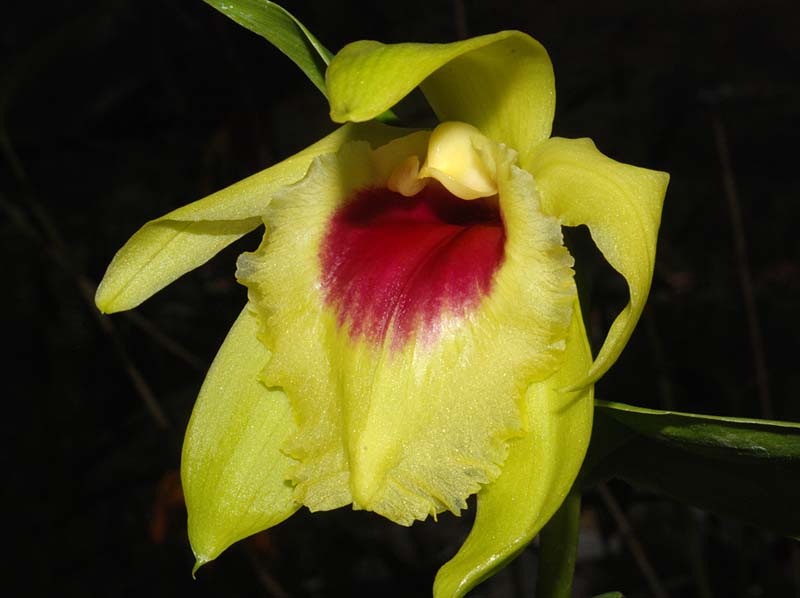 Sobralia_turkeliae_ws_cd