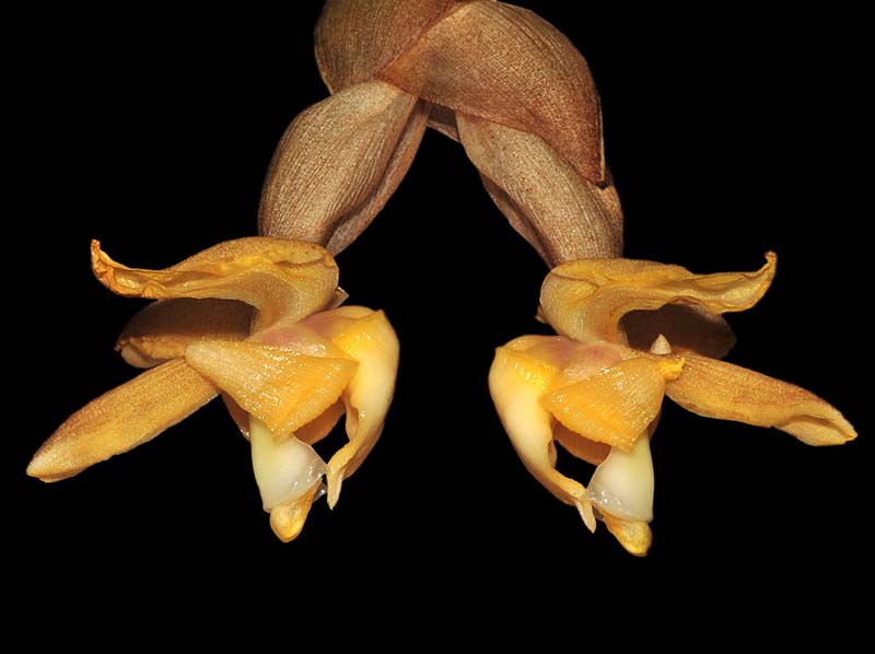 Stanhopea_annulata_IP_cd