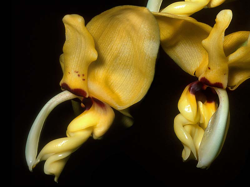 Stanhopea_novogaliciana_GG