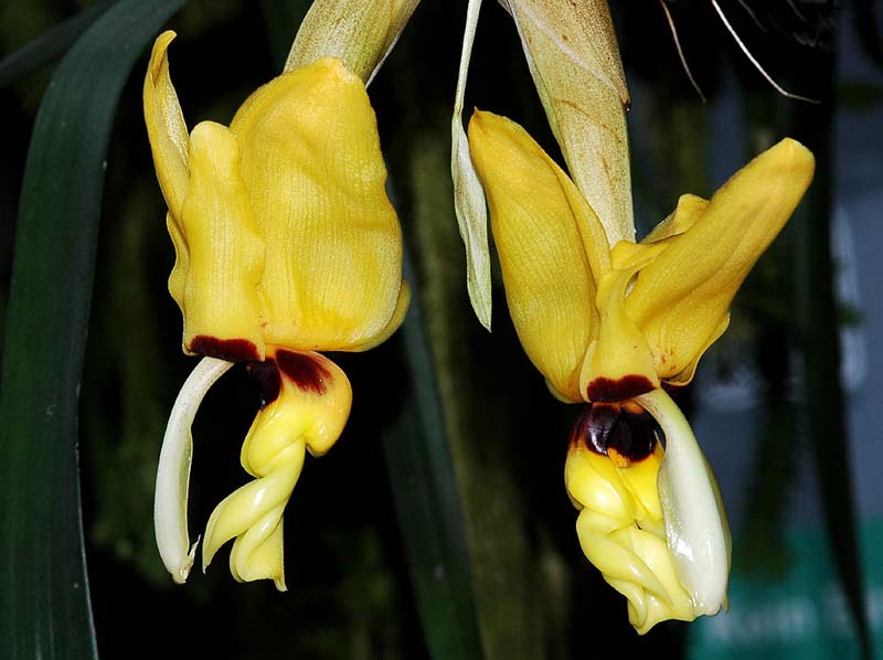 Stanhopea_novogaliciana_IP