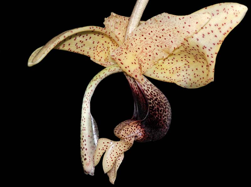 Stanhopea_platyceras_IP_cd