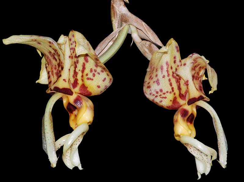 Stanhopea_shuttleworthii_IP_cd