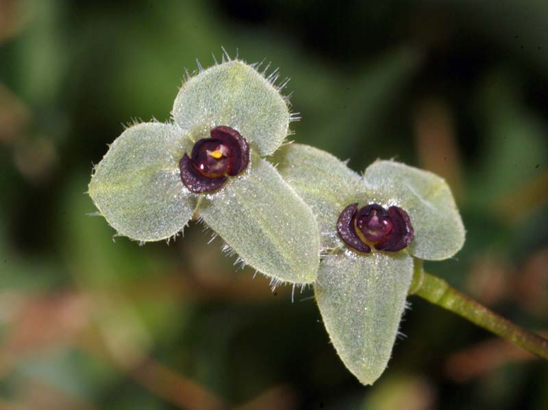 Stelis_hirtella_ws_cd