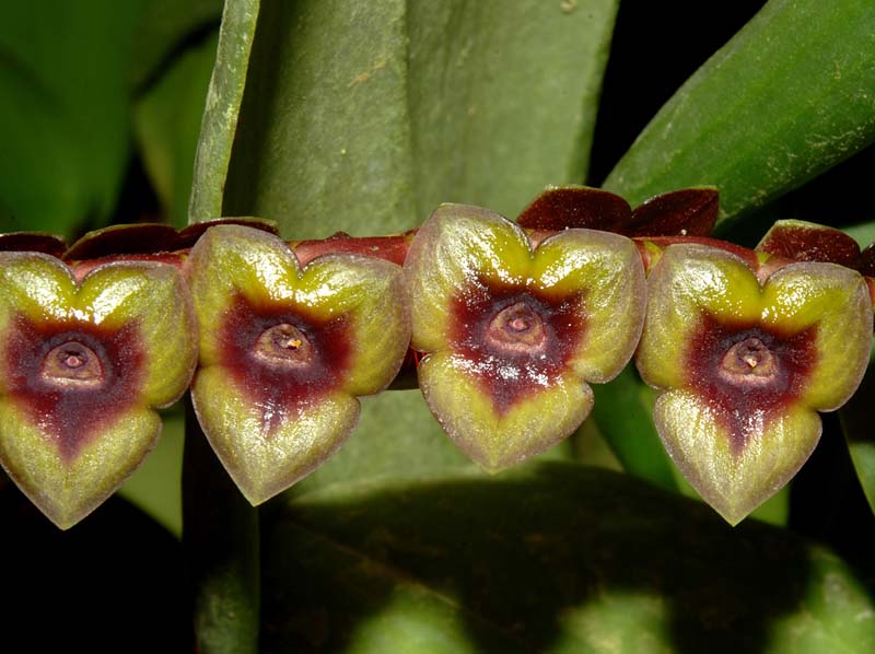 Stelis_tristyla_ws_cd