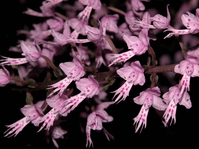 Stenoglottis_longifolia_ws_cd