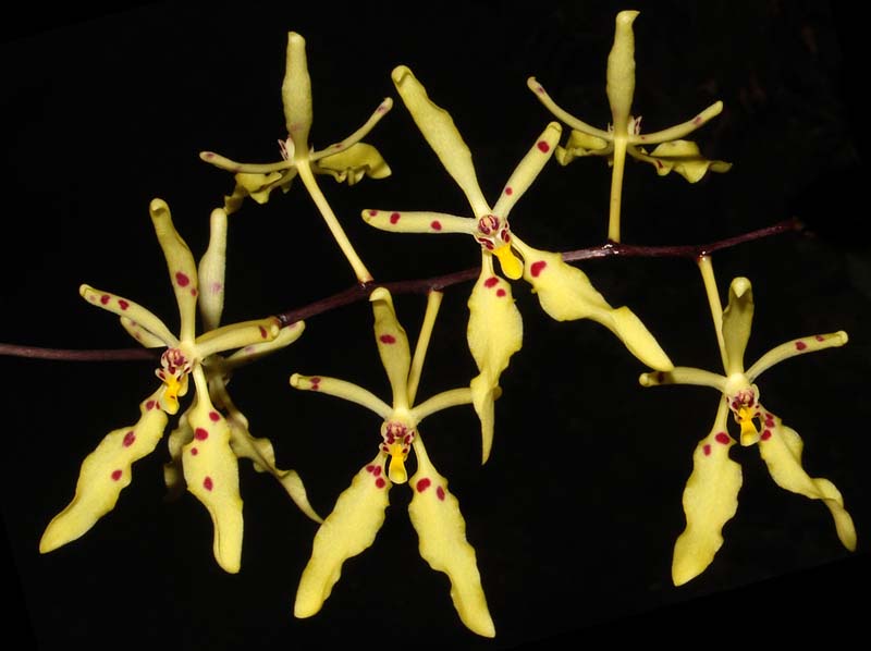 renanthera_citrina2_ws_cd