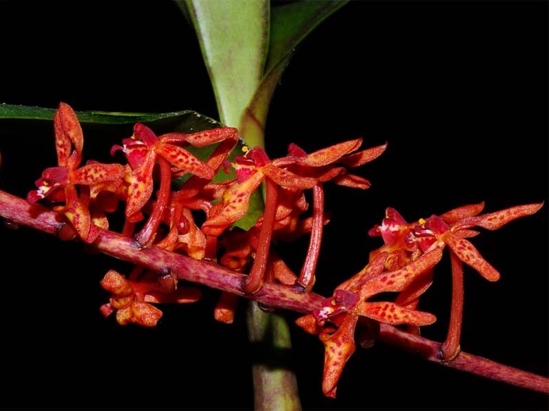 renanthera_elongata_MG_cd