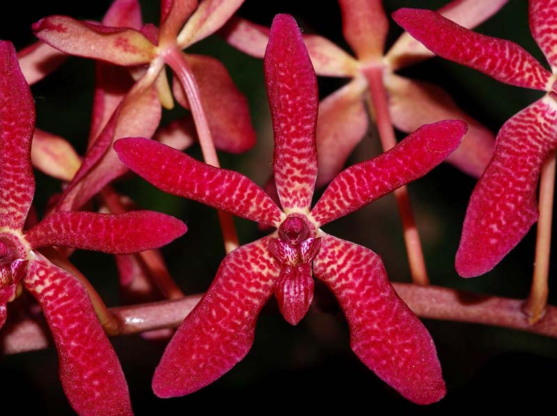 renanthera_matutina_x_rhynchostilis_gigantea_red