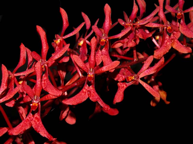 renanthera_phillipinensis_ws_cd