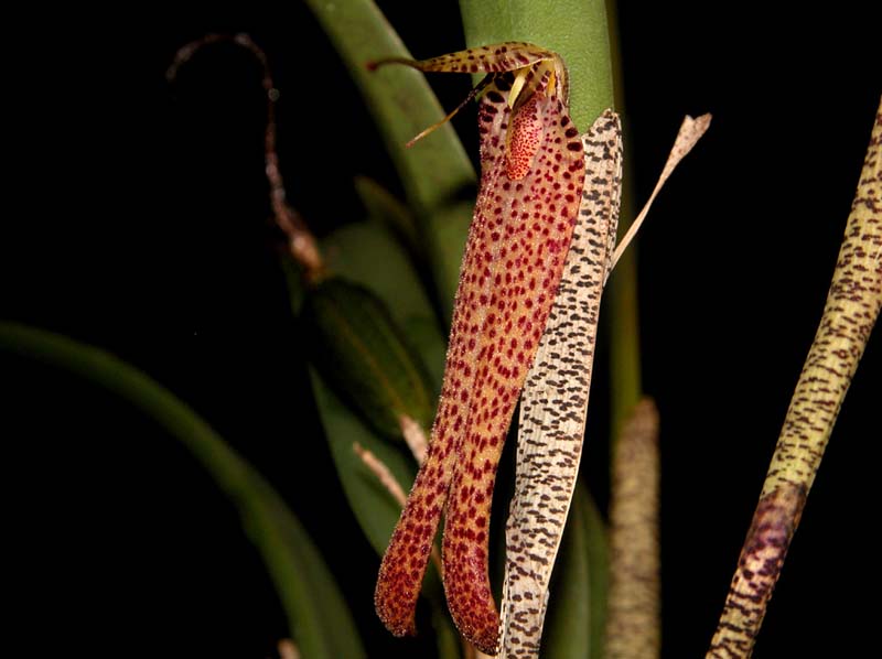 restrepia_chocoensis_cd