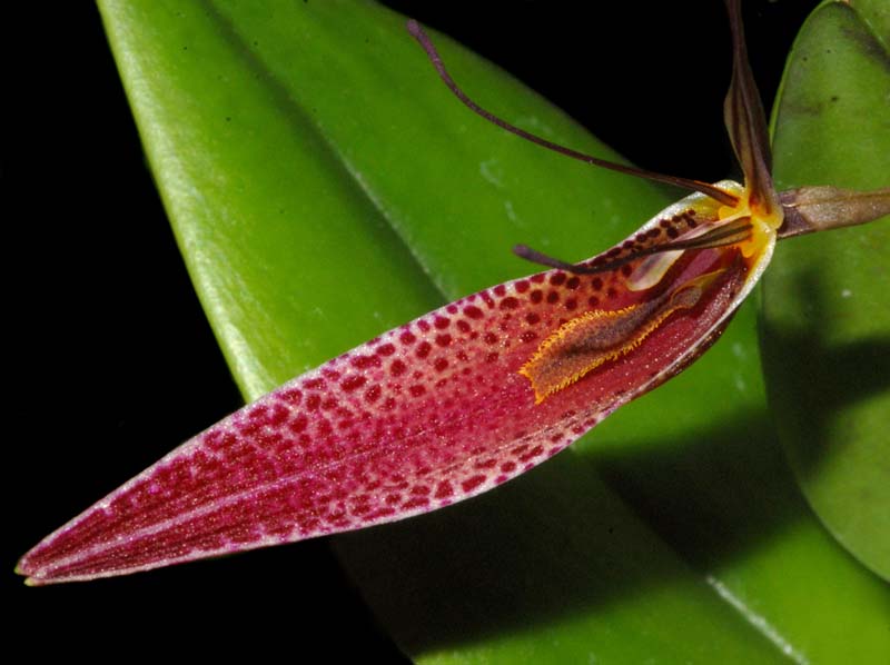 restrepia_condorensis_ws_cd