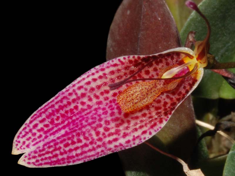 restrepia_elegans_ws_cd