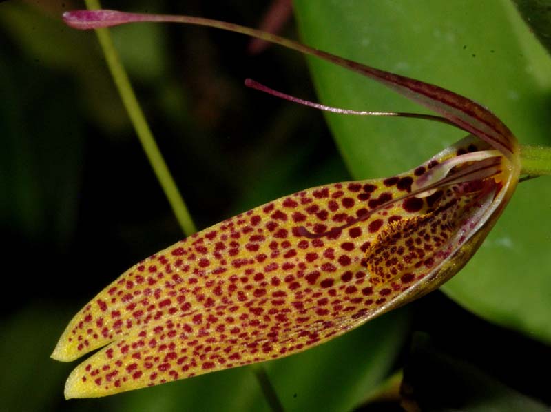 restrepia_guttulata_ws_cd