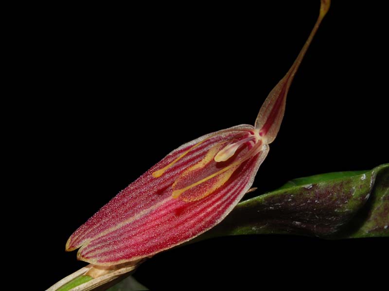 restrepia_limbata_ws_cd