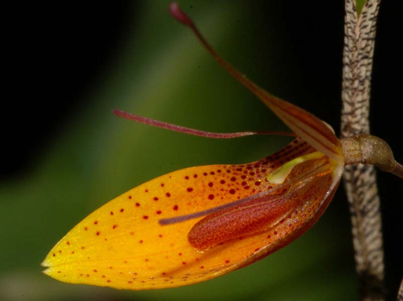 restrepia_mohri2_WS_cd