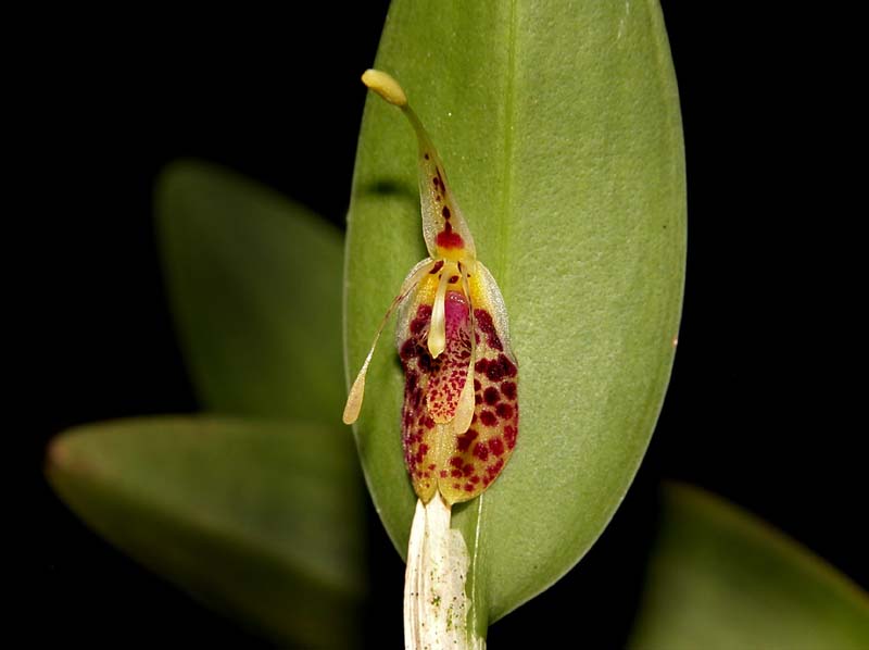 restrepia_muscifera_cd