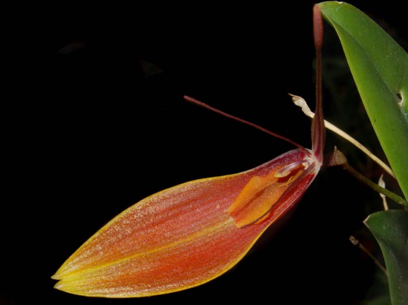 restrepia_persicina_ws_cd