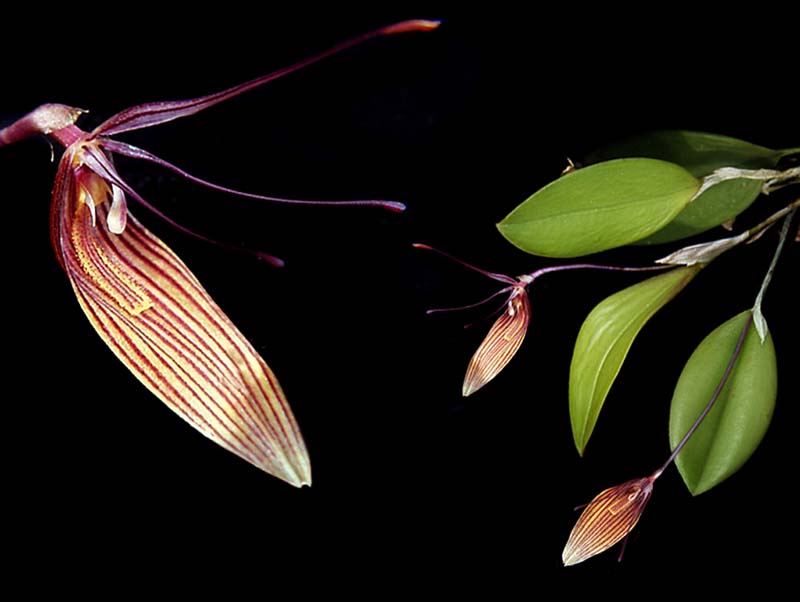 restrepia_striata_cd