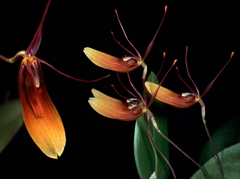 restrepia_trichoglossa_subserrata_cd