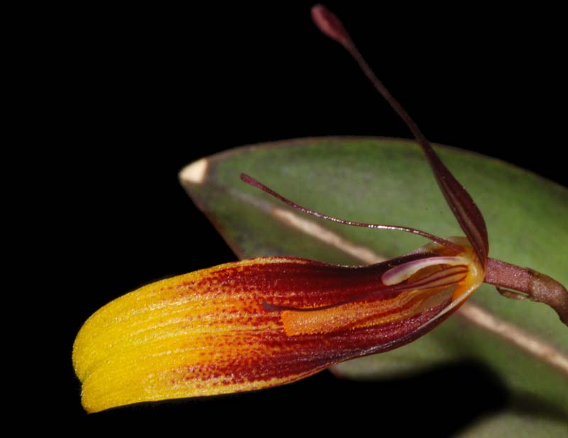 restrepia_trichoglossa_ws_cd