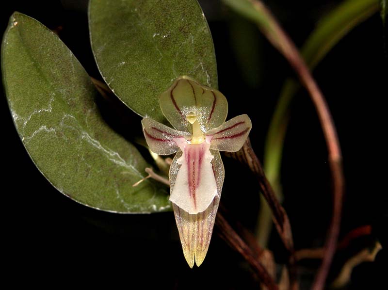 restrepiopsis_pandurata_cd