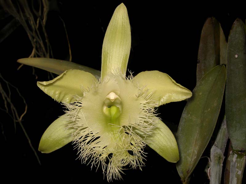 rhyncholaelia_digbyana_cd