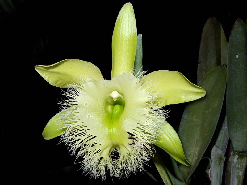 rhyncholaelia_digbyana_ws_cd