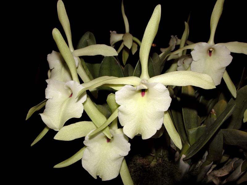 rhyncholaelia_glauca_cd