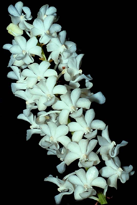 rhynchostylis_coelestis_alba_cd