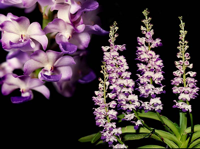 rhynchostylis_coelestis_cd