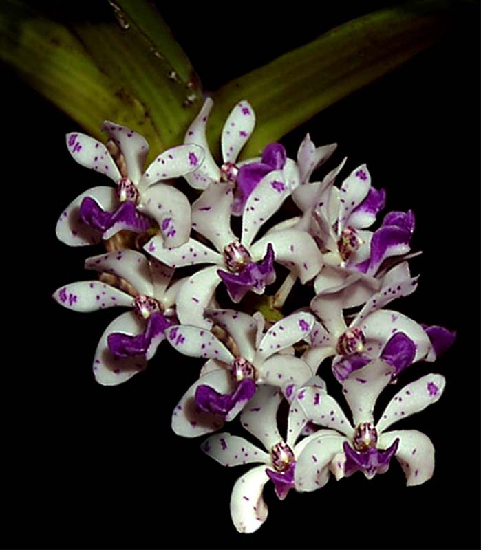 rhynchostylis_gigantea2_cd