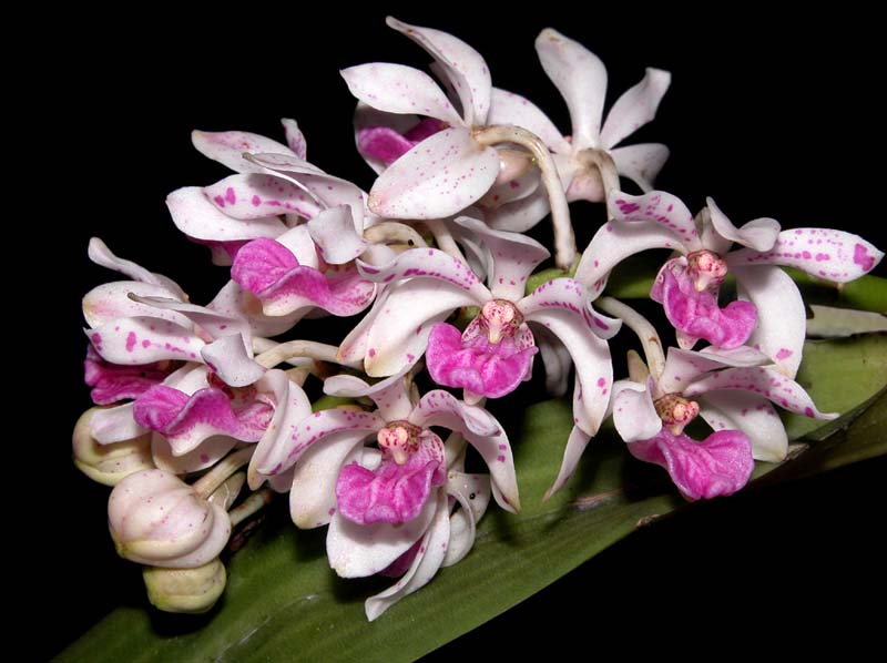 rhynchostylis_gigantea_cd