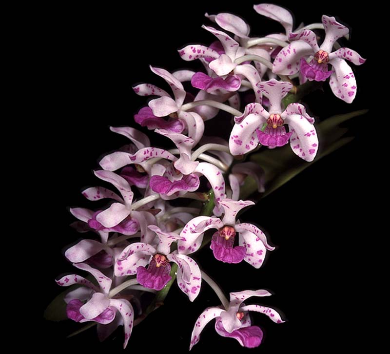 rhynchostylis_retusa_cd