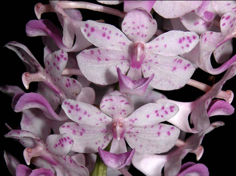 rhynchostylis_retusa_ws_cd