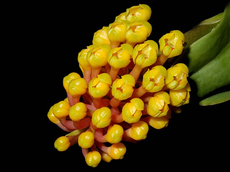 robiquetia_cerina2_ws_cd