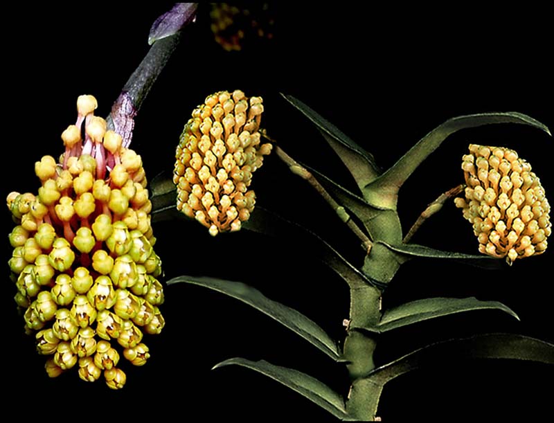 robiquetia_cerina_cd