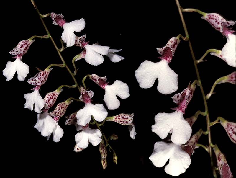 rodriguezia_decora_cd