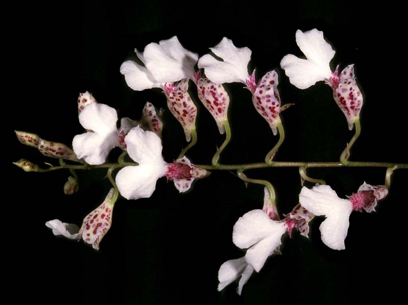 rodriguezia_decora_ma_cd