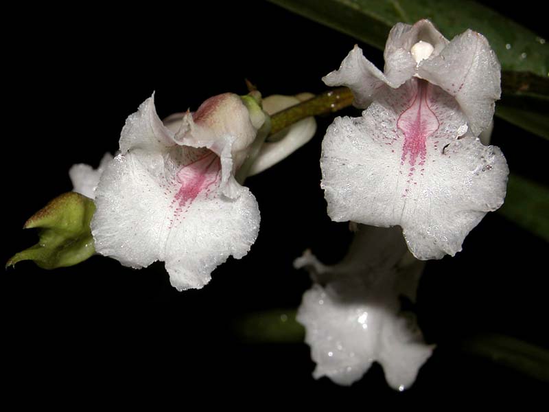 rodriguezia_satipona_cd