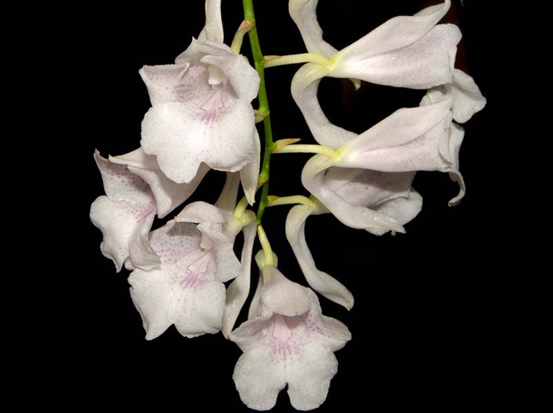 rodriguezia_satipona_ws_cd