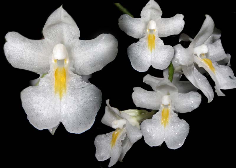 rodriguezia_venusta_cd