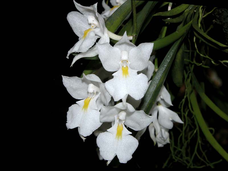 rodriguezia_venusta_ws_cd_cd